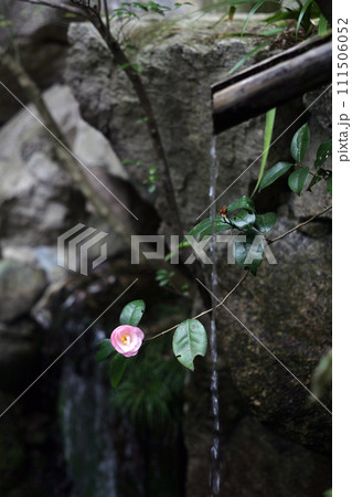 小さな滝と椿の花 小さな滝と椿の花 111506052