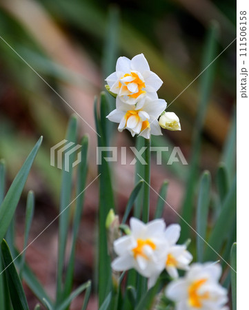 白い水仙の花 白い水仙の花 111506158