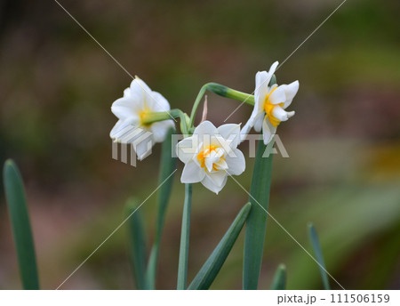 白い水仙の花 白い水仙の花 111506159