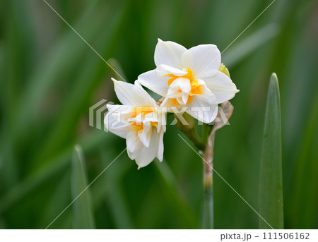 白い水仙の花 白い水仙の花 111506162