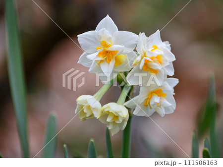 白い水仙の花 白い水仙の花 111506163