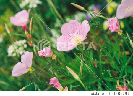 野に咲くピンクの花 111506297