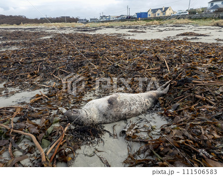 Huge dead grey seal lying on Narin beach by Portnoo - County Donegal, Ireland. 111506583
