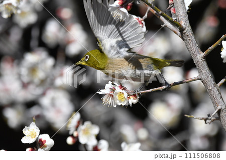 メジロと白梅 111506808