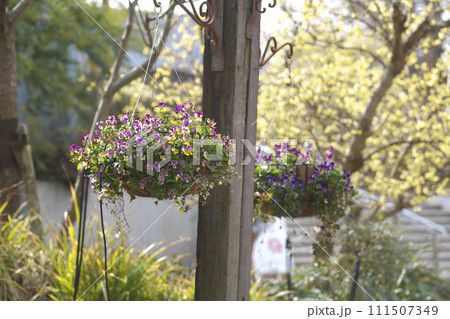 柵に掛けられた花 柵に掛けられた花 111507349