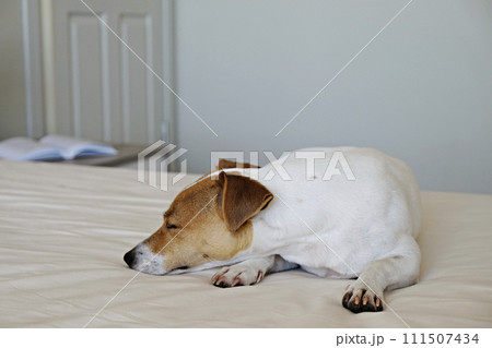 Jack Russell Terrier doggy 111507434