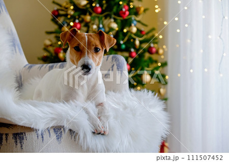 Jack Russell Terrier doggy Jack Russell Terrier doggy 111507452