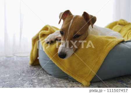 Jack Russell Terrier doggy Jack Russell Terrier doggy 111507457