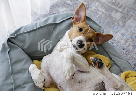 Jack Russell Terrier doggy 111507462