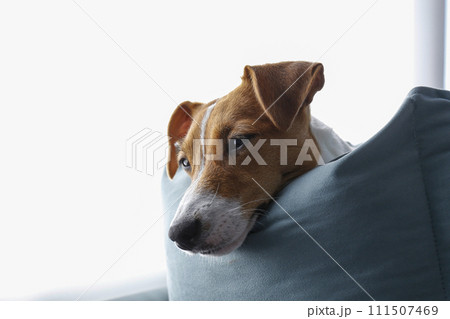 Jack Russell Terrier doggy Jack Russell Terrier doggy 111507469