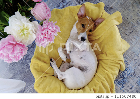 Jack Russell Terrier doggy Jack Russell Terrier doggy 111507480