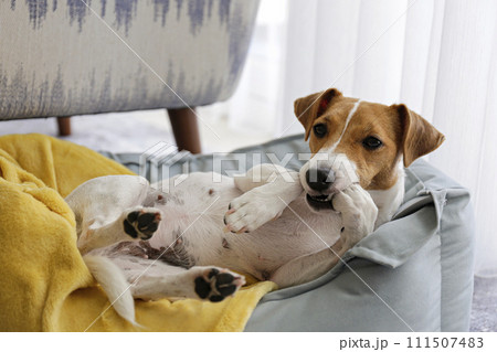 Jack Russell Terrier doggy Jack Russell Terrier doggy 111507483