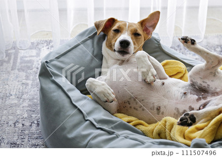 Jack Russell Terrier doggy Jack Russell Terrier doggy 111507496