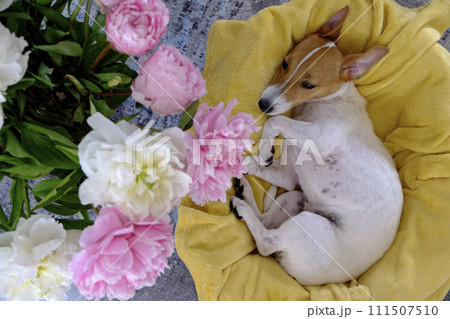 Jack Russell Terrier doggy Jack Russell Terrier doggy 111507510