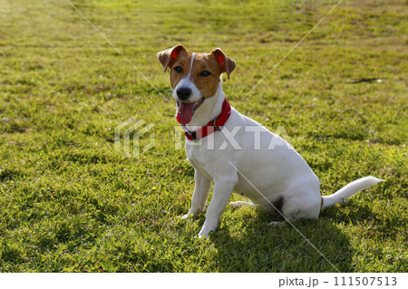 Jack Russell Terrier doggy 111507513