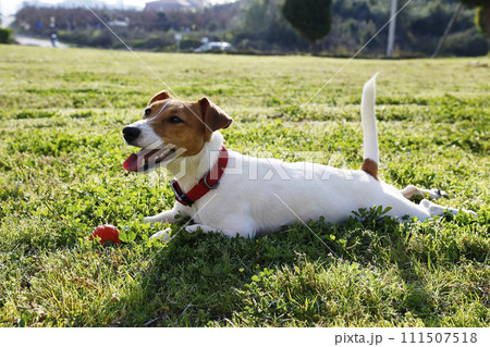 Jack Russell Terrier doggy Jack Russell Terrier doggy 111507518
