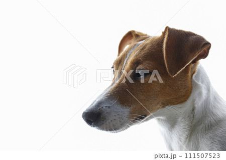 Jack Russell Terrier doggy Jack Russell Terrier doggy 111507523