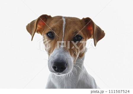 Jack Russell Terrier doggy Jack Russell Terrier doggy 111507524