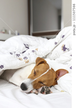 Jack Russell Terrier doggy 111507566