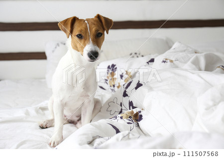 Jack Russell Terrier doggy Jack Russell Terrier doggy 111507568