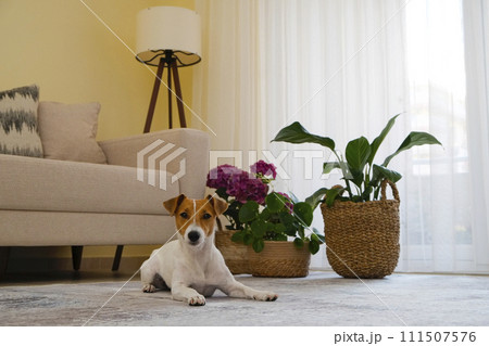 Jack Russell Terrier doggy 111507576