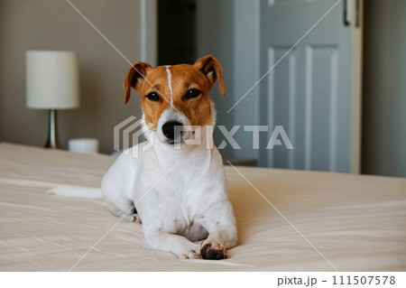 Jack Russell Terrier doggy 111507578