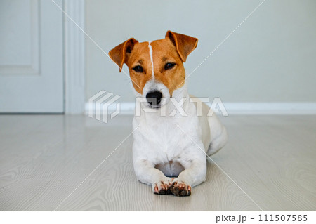 Jack Russell Terrier doggy Jack Russell Terrier doggy 111507585