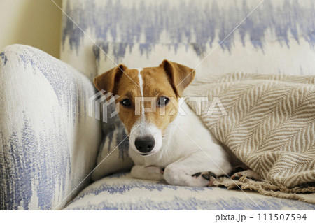 Jack Russell Terrier doggy 111507594