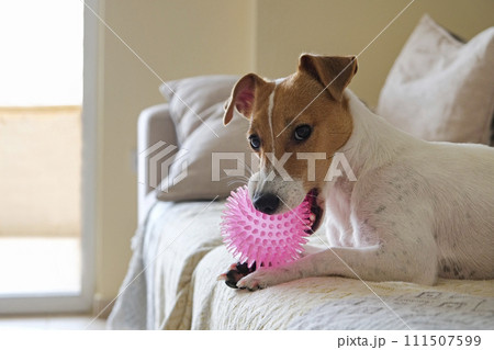 Jack Russell Terrier doggy Jack Russell Terrier doggy 111507599