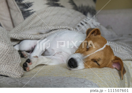 Jack Russell Terrier doggy 111507601