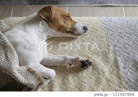 Jack Russell Terrier doggy 111507606