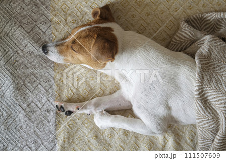 Jack Russell Terrier doggy Jack Russell Terrier doggy 111507609