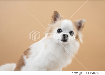 ベージュバックとお座りしたチワワのバストアップ ベージュバックとお座りしたチワワのバストアップ 111507669