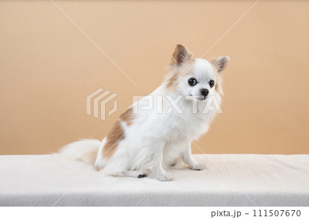 ベージュバックとお座りしたチワワ ベージュバックとお座りしたチワワ 111507670