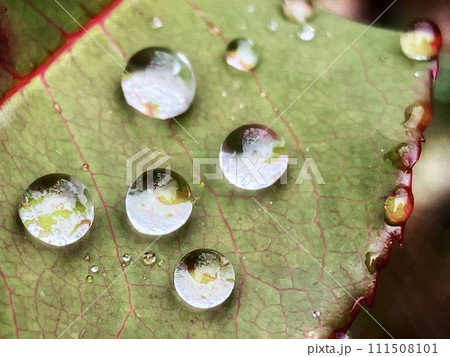 雨に濡れた葉 111508101
