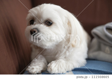 愛玩犬 愛玩犬 111508605