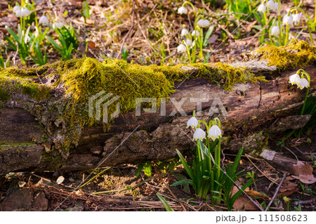 spring snowflake flowers in the forest. beautiful nature background in the primeval beech woods on a sunny day. log covered with moss on the ground 111508623