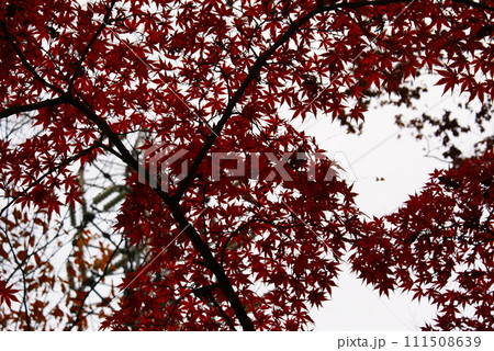 カラー 紅葉 植物 秋 公園 (2024年2月登録) カラー 紅葉 植物 秋 公園 (2024年2月登録) 111508639