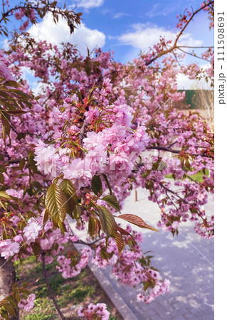 Sakura is blooming in park. Spring flowers is growing in Japan. Landscaping and decoration in spring in city. Sakura is blooming in park. Spring flowers is growing in Japan. Landscaping and decoration in spring in city. 111508691