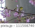桜とメジロ 111508740