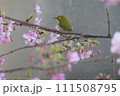メジロと桜 111508795