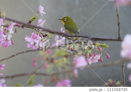 メジロと桜 111508795