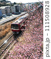 京急線と河津桜 111508928