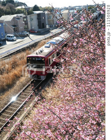 京急線と河津桜 111508928
