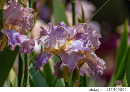 Purple with yellow bearded iris flower close up Purple with yellow bearded iris flower close up 111509092