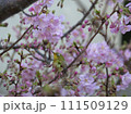 河津桜とメジロ 111509129