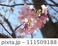 河津桜のアップ 111509188