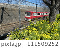 菜の花と京急線 111509252
