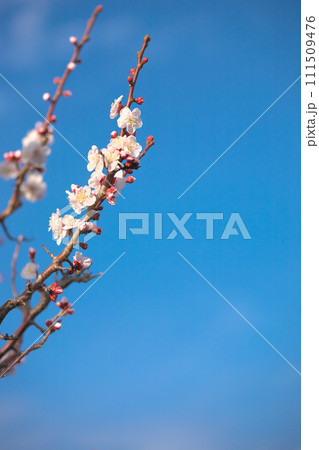 春の訪れを告げる梅の花　　自然風景 111509476