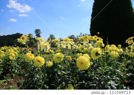 満開の黄色いダリア(兵庫県加西市：兵庫県立フラワーセンター) 111509723